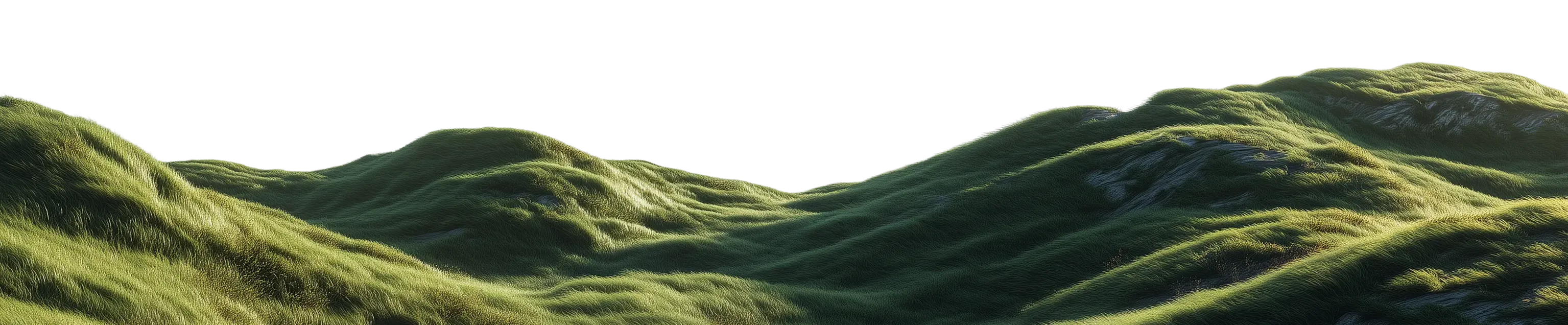 Grass foreground